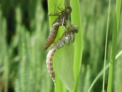 Libelle beim schlüpfen