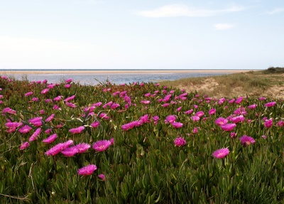 pink Blütenmeer