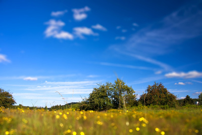 Sommerwiese