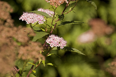 Pflanzen im Garten