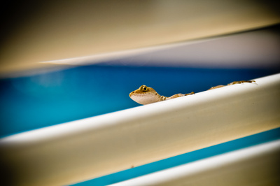 Gecko am Pool
