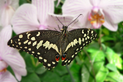 Schmetterling