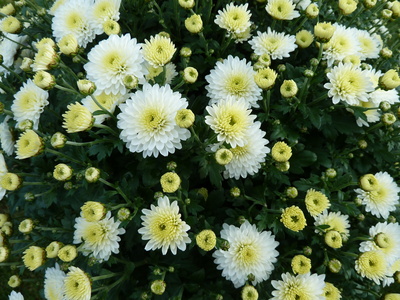 Chrysanthemen