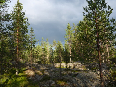 Wald am Polarkreis