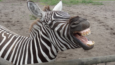gähnendes / lachendes Zebra