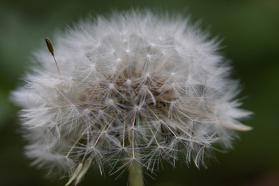 Pusteblume