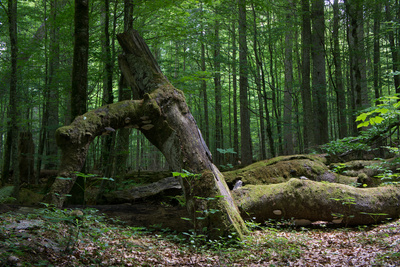 Bayerischer Wald - Urwald