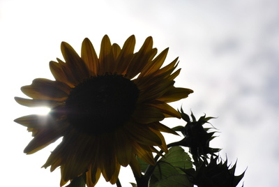 Sonnenblume im Sonnenlicht