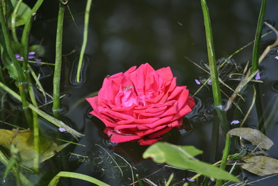 Rose im Teich