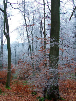 Im Winterwald1