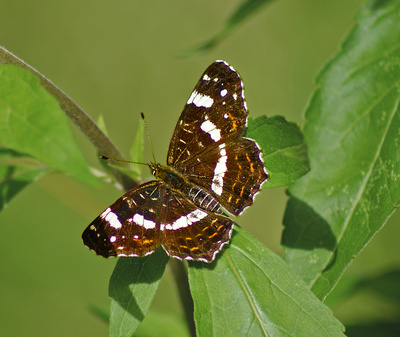 Landkärtchen Landkärtchen