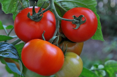 Tomaten aus Eigenanbau