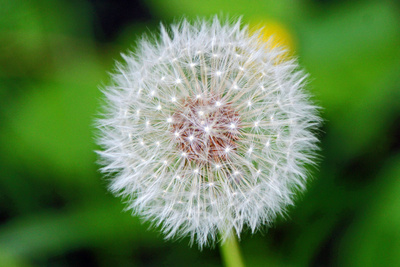 Pusteblume