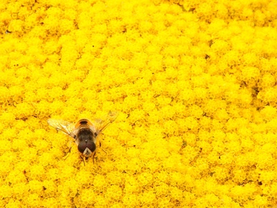 Blütenteppich für Bienchen