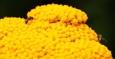 Blütenteppich für Bienchen 02