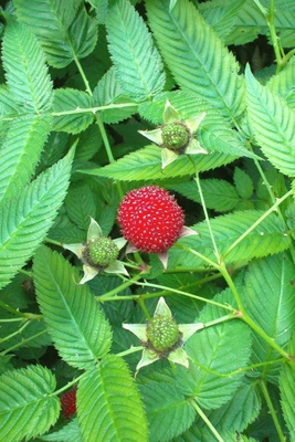 Japanische Erdbeer-Himbeeren