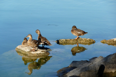 Enten-Sonntagstreff