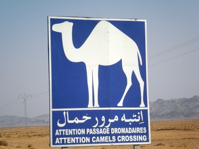 Kamele kreuzen