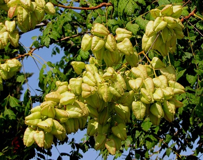 Blasenbaumfrüchte (Koelrenteria)