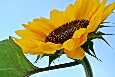 sonnenblume im spätsommer 2012