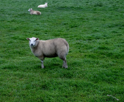 Schaf glotzt auf grüner Wiese