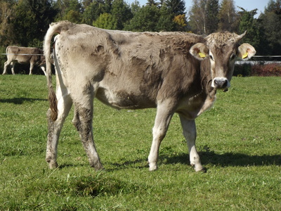 Allgäuer Kuh