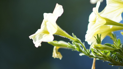 Von der Sonne geküsst