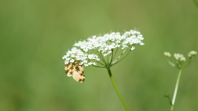 Schmetterling auf Blume 2