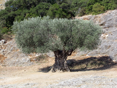 Olivenbaum in Frankreich