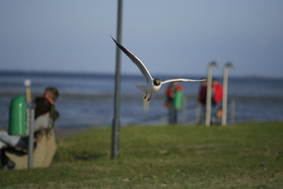 Möwe an der Nordsee