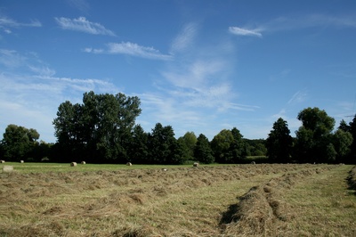 heuernte...august 2012