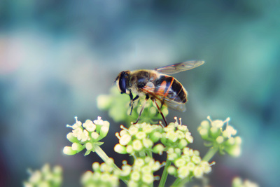 Biene auf Blume