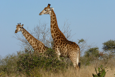Giraffen haben den totalen Überblick