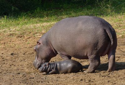 Flusspferd - Mutter mit Baby