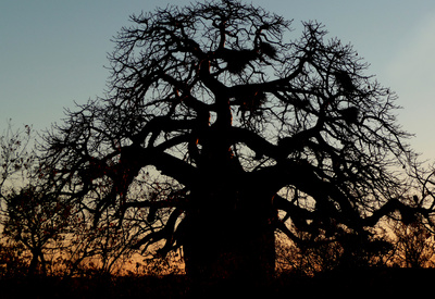 Baobab im Gegenlicht