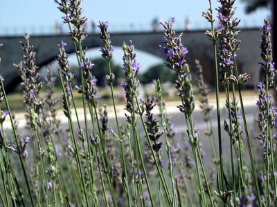 Lavendel vor der Brücke von Avignon