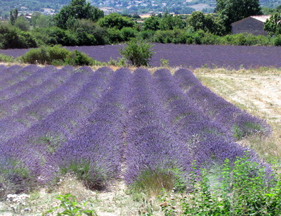 Lila Farbenpracht in der Provence
