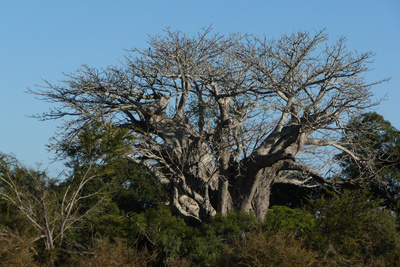 Alter Baobab