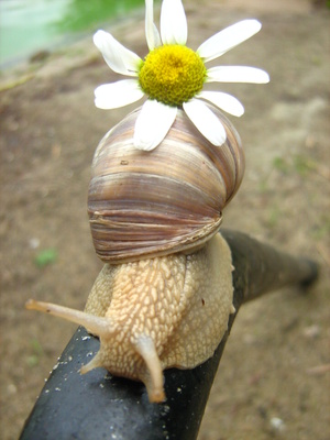 Blumentransport im Schneckentempo