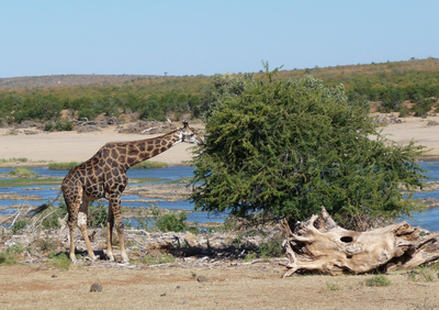 Lust auf Grünzeug - Giraffe
