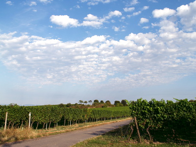 Wolkenherde über Weinberg