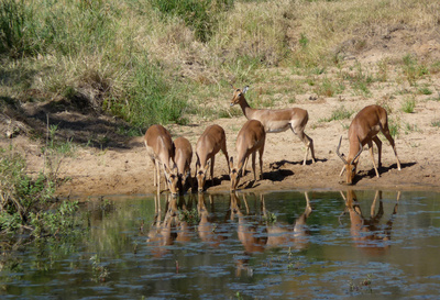 Durstige Impalas
