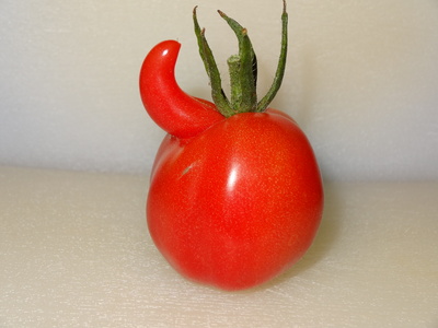 Eine Rote Tomate