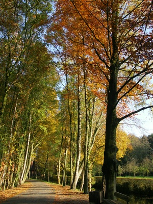 Goldener Herbst im Münsterland