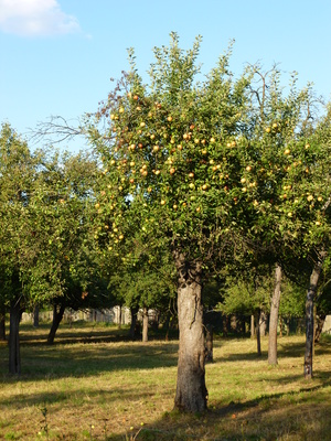 dicker Apfelbaum