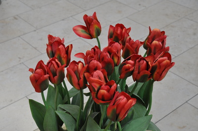 Tulpen Rot