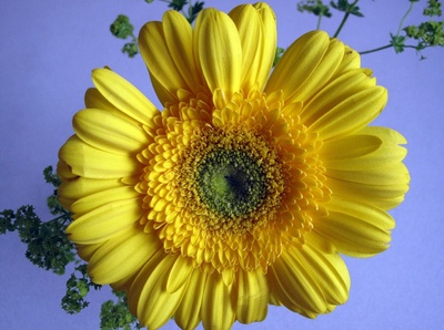 Gelbe Gerbera-Blüte