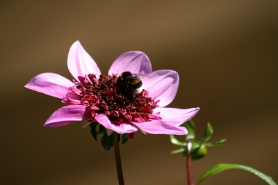 einfache dahlie mit besuch