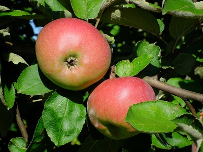 Äpfel aus Nachbars Garten.