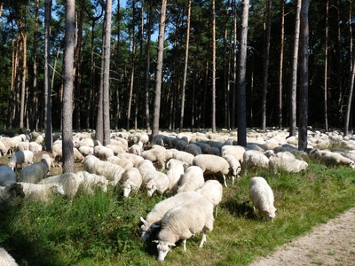 Schafe im Wald